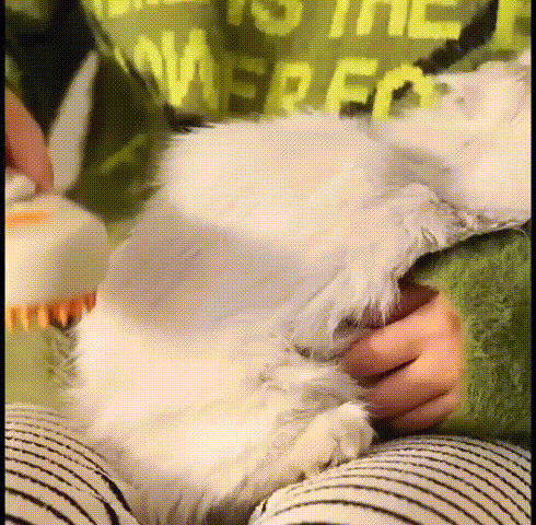 🐾 Cepillo Vapor Para Mascotas